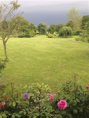 Rose & shrub edge lawns 